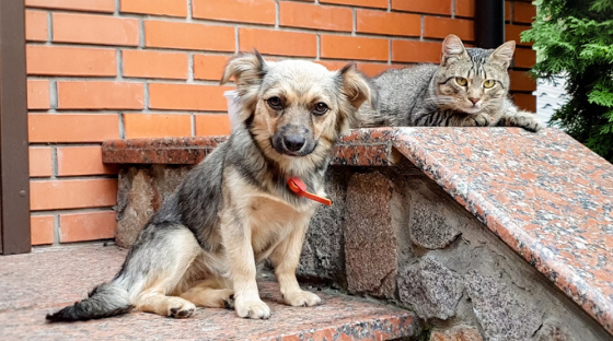 How to Create a Pet-Friendly Patio Area