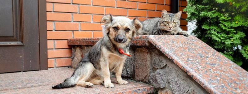 How to Create a Pet-Friendly Patio Area