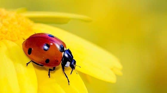 How to Keep Insect Proofing Your Patio