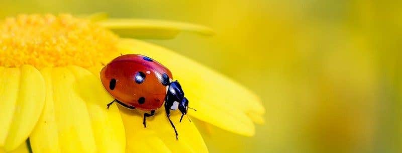 How to Keep Insect Proofing Your Patio