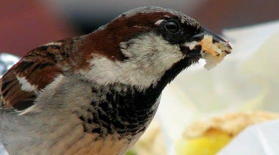 How to Keep Birds Away from Your Patio, Pool & Garden