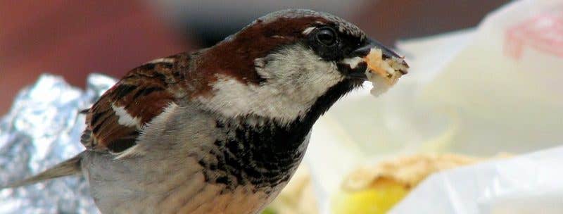 How to Keep Birds Away from Your Patio, Pool & Garden