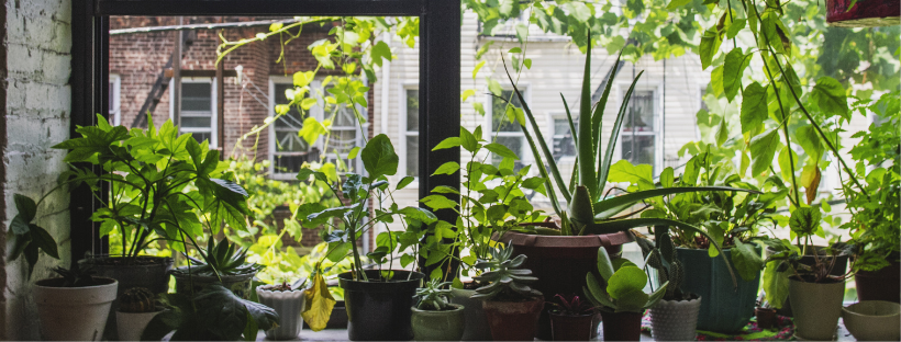 indoor garden