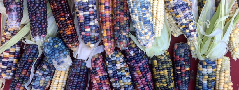 Colored corn