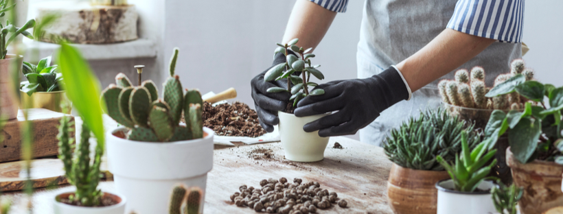 Potting an indoor plant