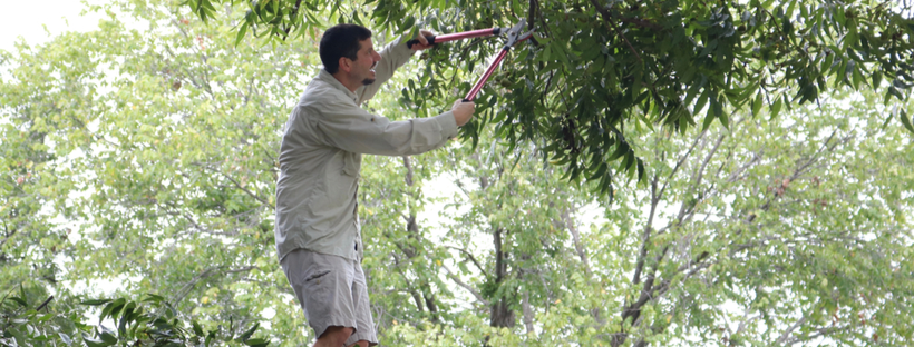 Man trimming trees