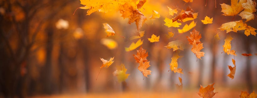 Dried Maple leaves falling from trees