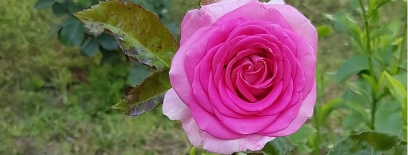 White House Rose Garden