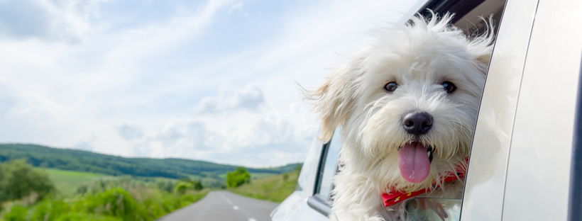 Cute dog looking out of a car window